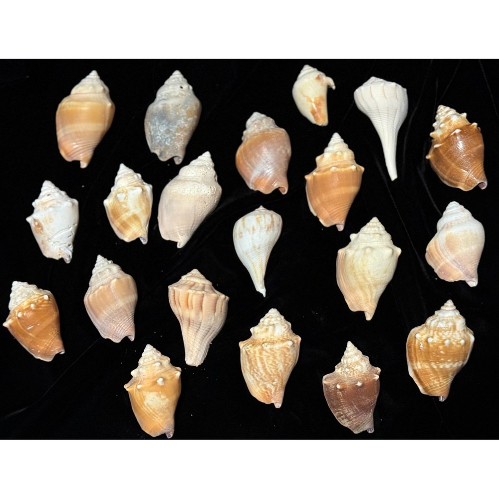 Natural Seashells Lot of 20 Various Whelk Shells Colors‎ Aquarium Crafts